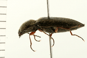  ( - 08BBCOL-0182)  @12 [ ] CreativeCommons - Attribution (2008) CBG Photography Group Centre for Biodiversity Genomics