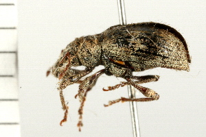  ( - 08BBCOL-0241)  @13 [ ] CreativeCommons - Attribution (2008) CBG Photography Group Centre for Biodiversity Genomics