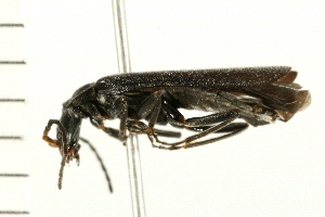  ( - 08BBCOL-0370)  @13 [ ] CreativeCommons - Attribution (2008) CBG Photography Group Centre for Biodiversity Genomics