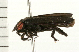 ( - 08BBCOL-0379)  @13 [ ] CreativeCommons - Attribution (2008) CBG Photography Group Centre for Biodiversity Genomics