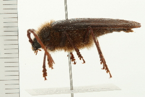  ( - 08BBCOL-0537)  @13 [ ] CreativeCommons - Attribution (2008) CBG Photography Group Centre for Biodiversity Genomics