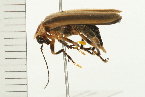  ( - 08MZPP-079)  @12 [ ] CreativeCommons - Attribution (2008) CBG Photography Group Centre for Biodiversity Genomics