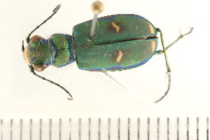  (Cicindela purpurea - 08SOCOL-0309)  @13 [ ] CreativeCommons - Attribution (2010) CBG Photography Group Centre for Biodiversity Genomics