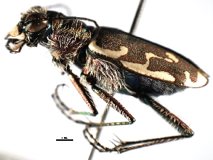  (Cicindela repanda - 08SOCOL-0434)  @13 [ ] CreativeCommons - Attribution (2008) CBG Photography Group Centre for Biodiversity Genomics