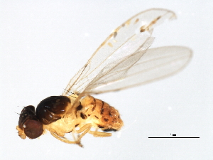  (Asteia beata - 08BBDIP-0617)  @13 [ ] CreativeCommons - Attribution (2009) CBG Photography Group Centre for Biodiversity Genomics