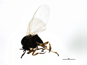  ( - 08BBDIP-1930)  @12 [ ] CreativeCommons - Attribution (2009) CBG Photography Group Centre for Biodiversity Genomics