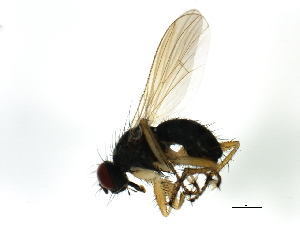  ( - 08BBDIP-1951)  @12 [ ] CreativeCommons - Attribution (2009) CBG Photography Group Centre for Biodiversity Genomics