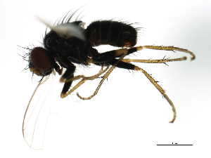  ( - 08BBDIP-1978)  @13 [ ] CreativeCommons - Attribution (2009) CBG Photography Group Centre for Biodiversity Genomics