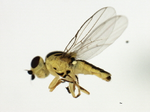  ( - 08BBDIP-2015)  @12 [ ] CreativeCommons - Attribution (2009) CBG Photography Group Centre for Biodiversity Genomics