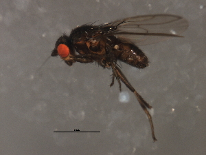  ( - 08BBDIP-2205)  @13 [ ] CreativeCommons - Attribution (2009) CBG Photography Group Centre for Biodiversity Genomics