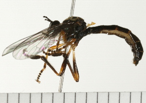  ( - 08FAYTT-0054)  @12 [ ] CreativeCommons - Attribution (2009) CBG Photography Group Centre for Biodiversity Genomics
