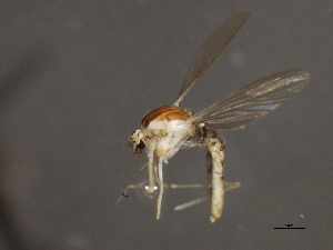  ( - 08BBDIP-1861)  @12 [ ] CreativeCommons - Attribution (2009) CBG Photography Group Centre for Biodiversity Genomics