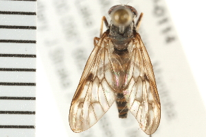  ( - 08BBDIP-0114)  @13 [ ] CreativeCommons - Attribution (2008) CBG Photography Group Centre for Biodiversity Genomics
