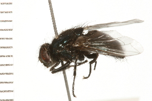  ( - 08BBDIP-1039)  @13 [ ] CreativeCommons - Attribution (2008) CBG Photography Group Centre for Biodiversity Genomics