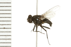  ( - 08BBDIP-1318)  @13 [ ] CreativeCommons - Attribution (2008) CBG Photography Group Centre for Biodiversity Genomics