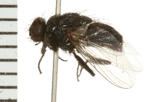  ( - 08BBDIP-1375)  @12 [ ] CreativeCommons - Attribution (2008) CBG Photography Group Centre for Biodiversity Genomics