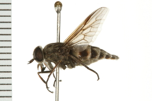  ( - 08BBDIP-1472)  @14 [ ] CreativeCommons - Attribution (2008) CBG Photography Group Centre for Biodiversity Genomics