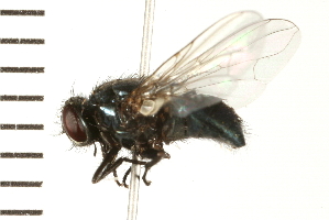  ( - 08BBDIP-1496)  @12 [ ] CreativeCommons - Attribution (2008) CBG Photography Group Centre for Biodiversity Genomics