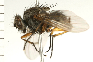  ( - 08BBDIP-1711)  @13 [ ] CreativeCommons - Attribution (2008) CBG Photography Group Centre for Biodiversity Genomics
