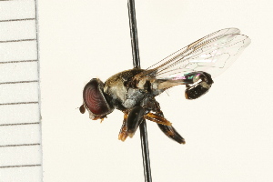  ( - 08MZPP-110)  @13 [ ] CreativeCommons - Attribution (2009) CBG Photography Group Centre for Biodiversity Genomics
