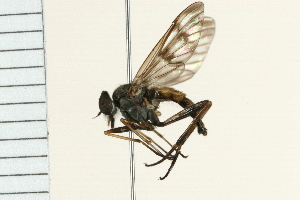  ( - 08BBDIP-1797)  @13 [ ] CreativeCommons - Attribution (2009) CBG Photography Group Centre for Biodiversity Genomics