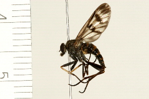  ( - 08BBDIP-1800)  @13 [ ] CreativeCommons - Attribution (2009) CBG Photography Group Centre for Biodiversity Genomics