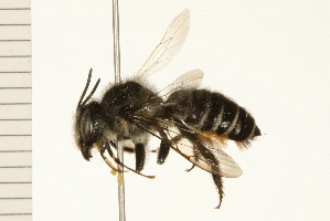  (Megachile nivalis - 08BBHYM-0258)  @14 [ ] CreativeCommons - Attribution (2009) CBG Photography Group Centre for Biodiversity Genomics