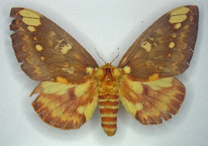  ( - MJWC-216)  @11 [ ] CC-BY-NC (2018) Matthew J. W. Cock None (revert to BOLD)