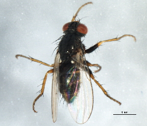  ( - 08TTML-1345)  @13 [ ] CreativeCommons - Attribution (2010) CBG Photography Group Centre for Biodiversity Genomics