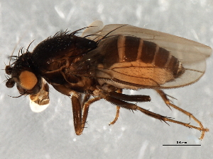  ( - 08TTML-1457)  @14 [ ] CreativeCommons - Attribution (2010) CBG Photography Group Centre for Biodiversity Genomics