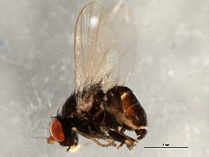  (Agromyza ambrosivora - 08TTML-1614)  @13 [ ] CreativeCommons - Attribution (2010) CBG Photography Group Centre for Biodiversity Genomics