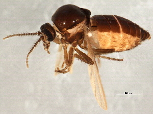  (Forcipomyia sp. 2ES - 08TTML-1636)  @13 [ ] CreativeCommons - Attribution (2010) CBG Photography Group Centre for Biodiversity Genomics