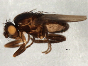  ( - 08TTML-1671)  @12 [ ] CreativeCommons - Attribution (2010) CBG Photography Group Centre for Biodiversity Genomics