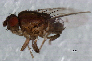  ( - 08TTML-0824)  @13 [ ] CreativeCommons - Attribution (2010) CBG Photography Group Centre for Biodiversity Genomics