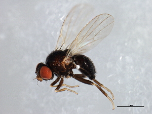  (Agromyza facilis - 08TTML-1017)  @13 [ ] CreativeCommons - Attribution (2010) CBG Photography Group Centre for Biodiversity Genomics