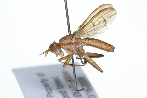  ( - 08TTML-0596)  @14 [ ] CreativeCommons - Attribution (2009) CBG Photography Group Centre for Biodiversity Genomics