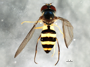  ( - 08TTML-1958)  @13 [ ] CreativeCommons - Attribution (2010) CBG Photography Group Centre for Biodiversity Genomics
