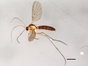  (Macrocera pusilla - 08TTML-2172)  @13 [ ] CreativeCommons - Attribution (2010) CBG Photography Group Centre for Biodiversity Genomics