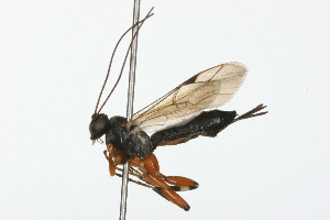  ( - 08TTML-0401)  @14 [ ] CreativeCommons - Attribution (2009) CBG Photography Group Centre for Biodiversity Genomics