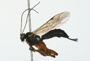  ( - 08TTML-0404)  @14 [ ] CreativeCommons - Attribution (2009) CBG Photography Group Centre for Biodiversity Genomics