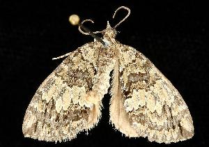  ( - MNBTT-847)  @13 [ ] CreativeCommons - Attribution (2010) CBG Photography Group Centre for Biodiversity Genomics