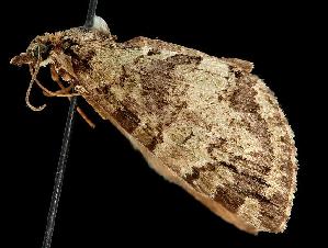  ( - MNBTT-855)  @13 [ ] CreativeCommons - Attribution (2010) CBG Photography Group Centre for Biodiversity Genomics