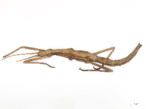  ( - BIOUG02847-A05)  @11 [ ] CreativeCommons - Attribution Share - Alike (2025) CBG Photography Group Centre for Biodiversity Genomics