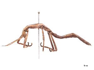  ( - BIOUG02847-A12)  @11 [ ] CreativeCommons - Attribution Share - Alike (2025) CBG Photography Group Centre for Biodiversity Genomics