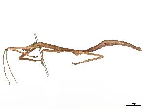  ( - BIOUG02847-B04)  @11 [ ] CreativeCommons - Attribution Share - Alike (2025) CBG Photography Group Centre for Biodiversity Genomics