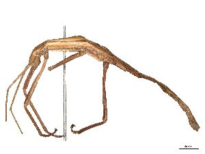  ( - BIOUG02847-B05)  @11 [ ] CreativeCommons - Attribution Share - Alike (2025) CBG Photography Group Centre for Biodiversity Genomics