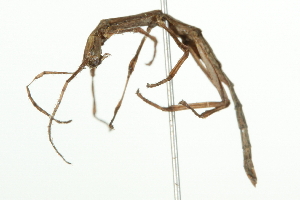  ( - 10BBPHA-0001)  @13 [ ] CreativeCommons - Attribution (2010) CBG Photography Group Centre for Biodiversity Genomics