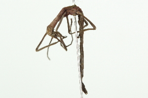  ( - 10BBPHA-0003)  @13 [ ] CreativeCommons - Attribution (2010) CBG Photography Group Centre for Biodiversity Genomics