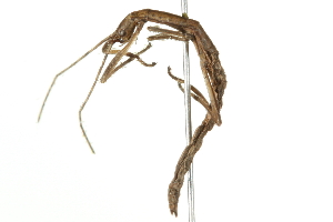  ( - 10BBPHA-0005)  @13 [ ] CreativeCommons - Attribution (2010) CBG Photography Group Centre for Biodiversity Genomics