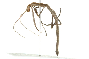  ( - 10BBPHA-0006)  @13 [ ] CreativeCommons - Attribution (2010) CBG Photography Group Centre for Biodiversity Genomics